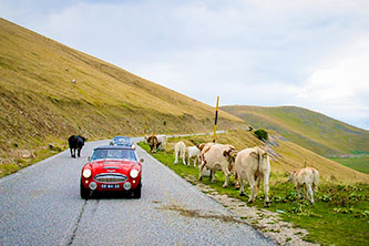 Driving the Via Flaminia rally in Italy between cows